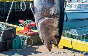 Bolton Group: Atlantic needs tuna harvest controls - SeafoodSource