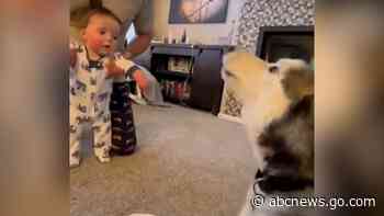 WATCH:  Husky cheers baby brother on as he takes first steps