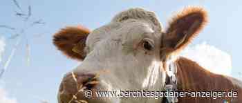 Wildgewordene Kuh sorgt für Aufsehen - Berchtesgadener Anzeiger