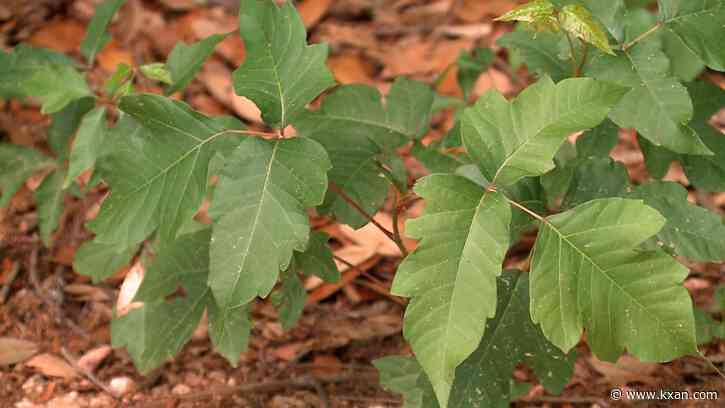 Poison ivy in Austin: Common symptoms, how to identify it