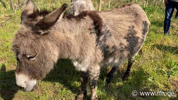 Umwelt-Projekt in Griesheim: Mit Eseln gegen Maikäfer - HIT RADIO FFH