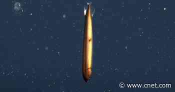 See a Rare 'Beautifully Bronze Deep-Sea Dragon' Shimmer on Video     - CNET