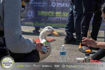 Meet the famous duck who ran the Long Island Marathon - Canadian Running Magazine