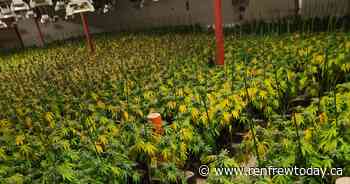 OPP bust grow up with 5500 plants outside of Renfrew - renfrewtoday.ca
