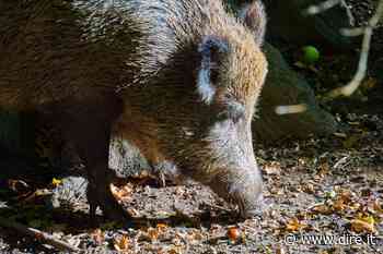 A Roma un cinghiale si aggira in un'aiuola del quartiere Trieste - Dire