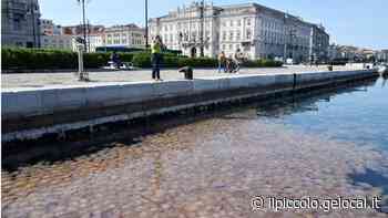 Le meduse tornano ad affollare il mare lungo le Rive di Trieste - Il Piccolo