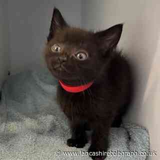 Bleakholt Animal Sanctuary name rescued kittens after types of bins