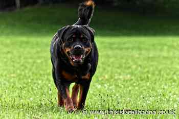 Lewisham man in court over dangerous Rottweiler