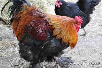 Another Saskatchewan poultry farm hit with bird flu - News Talk 980 CJME