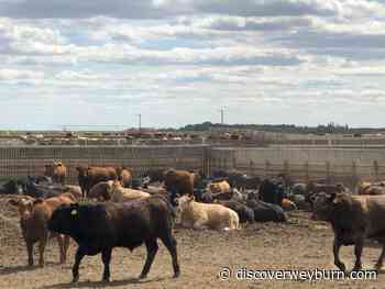 The number of cattle moving through Saskatchewan auction marts picked up last week - DiscoverWeyburn.com