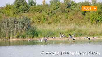 Neu-Ulm: Neu-Ulm will mehr für die Artenvielfalt im Stadtgebiet tun | Neu-Ulmer Zeitung - Augsburger Allgemeine