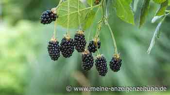 Brombeeren anbauen: Fehlt Dünger, drohen kleine Früchte