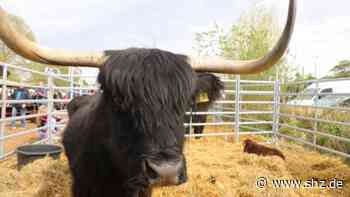 Wedel Marketing: Ochsenmarkt-Aus sorgt für Unverständnis | shz.de - shz.de
