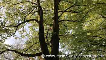NRW: Baum-OP rettet 100 Jahre alter Buche in Dortmund das Leben