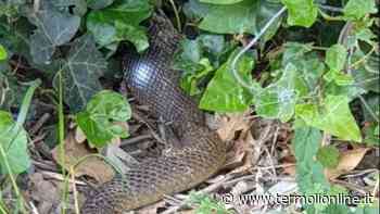 Nei dintorni di via Giappone - Termoli Online