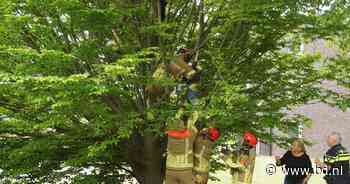 Jongetje uit boom gered door brandweer in Sprang-Capelle - BD.nl