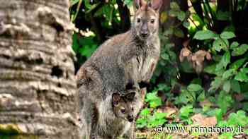 Bioparco, c’è una mamma in più: nato un canguro di Bennett