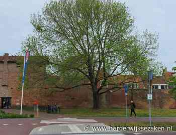 Gevaarlijke situatie door beschadigde historische boom noopt gemeente tot kap - Harderwijkse Zaken