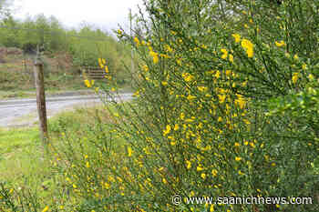 Chipped Scotch broom to help gardens grow in Sooke – Saanich News - Saanich News