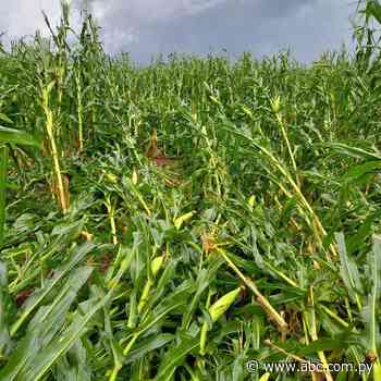 Granizada y vientos fuertes causan daños de cultivos en Los Cedrales - ABC Color