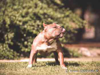 Pitbull azzanna bambino di 6 anni in un parco a Tor Vergata