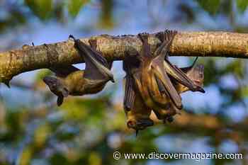 Climate Change is Likely to Increase the Risk of Infectious Diseases