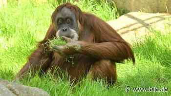 Zoo Dresden: Keine Kinder vor dem Umzug – Babypille für Orang-Utan - BILD