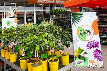 OBI Dresden hat am Samstag (7.5.) Pflanzen mega günstig - TAG24