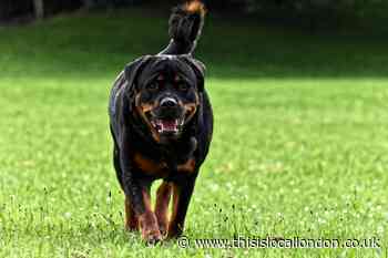 Lewisham man in court over dangerous Rottweiler - This is Local London