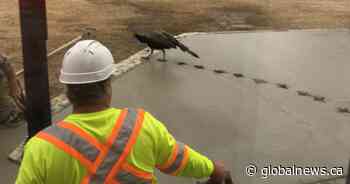 Pesky peacock cements impression in the streets of Souris, Man. - Winnipeg | Globalnews.ca - Global News