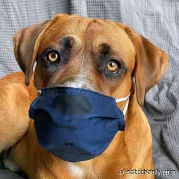 New Dog Coronavirus Jumps to Humans, With a Protein Shift - SciTechDaily