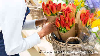 Simpler Trick zeigt Frische von Tulpen beim Kauf