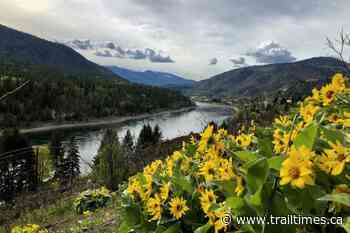 Balsam beauty in the Basin - Trail Times