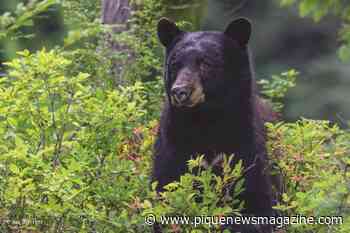 Aggressive black bear prompts Whistler Valley Trail closure - Pique Newsmagazine