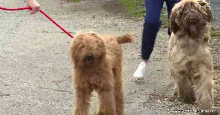 Goldendoodle Puppy Mill Bust: 'Cruel' Situation Results in 35 Dogs Being Removed from Property