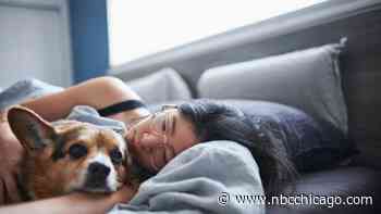 Can Dogs Get COVID? What to Know About the Coronavirus and Pets - NBC Chicago