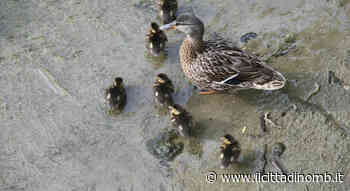 A rischio i cuccioli di germano nel Lambro - Il Cittadino di Monza e Brianza