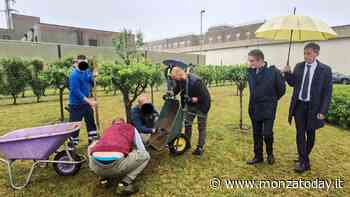 Nel carcere di Monza c'è un frutteto dove si seminano buoni frutti - MonzaToday