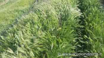 "Qui non si cammina più", erba alta sull'argine dell'Egola - IlCuoioInDiretta - IlCuoioInDiretta