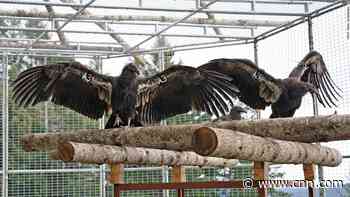 After a 100 year absence, California condors are released back into the Northern Redwoods