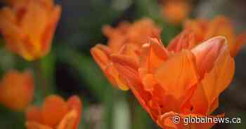 Mother’s Day 2022: Where to find the perfect gift without leaving Calgary