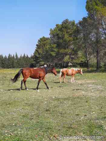 ARAMON Le refuge Happy Horse Day ouvre ses portes ce dimanche 8 mai - Objectif Gard