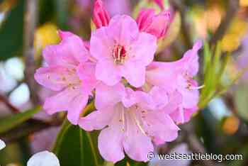 SSC open house, 'Alma' at ArtsWest, Battlestar Kalakala, more for your West Seattle Thursday | West Seattle Blog... - West Seattle Blog