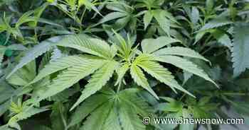 Nebraska medical marijuana group calls for ‘all hands on deck’ after loss of major donor - KMTV 3 News Now Omaha