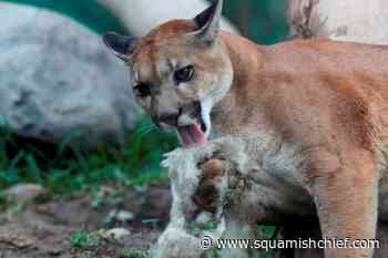 Poaching probe after cougar kittens killed, dismembered on Vancouver Island - Squamish Chief