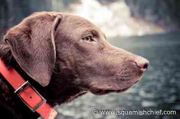 Is Squamish dog friendly? - Squamish Chief