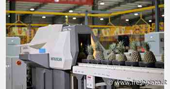 Selezionatrice automatizzata in grado di rilevare grado Brix, macchie nere e traslucenza negli ananas - Freshplaza.it