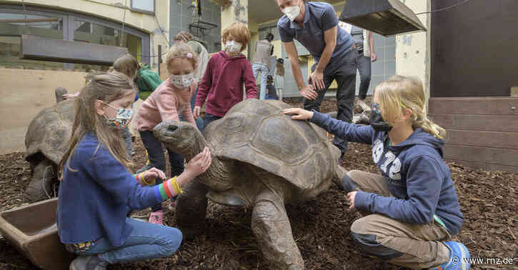 Heidelberger Zoo:  Die Schildkröten machen Urlaub in Prag