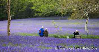 Blooming marvellous sight as Cornwall hits peak bluebells season - Cornwall Live