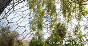 Eden Project removes artificial grass after backlash and 'soul-searching' - Cornwall Live